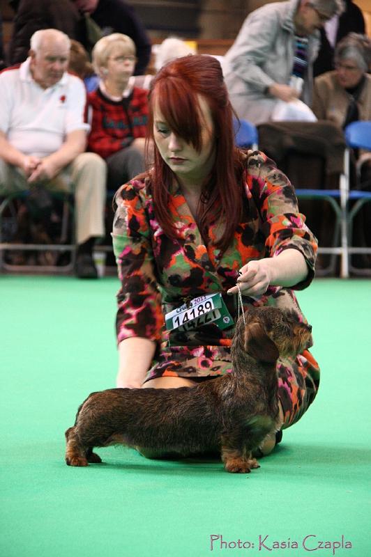 Crufts2011_2 1206.jpg